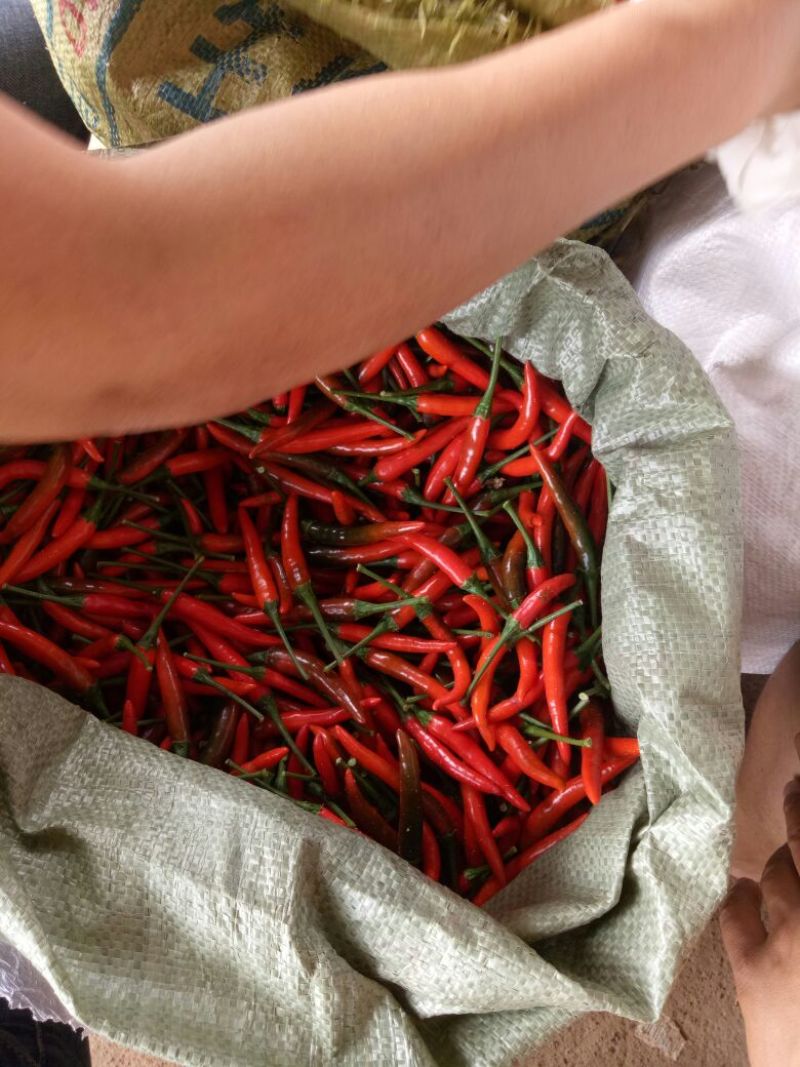 青红指天椒