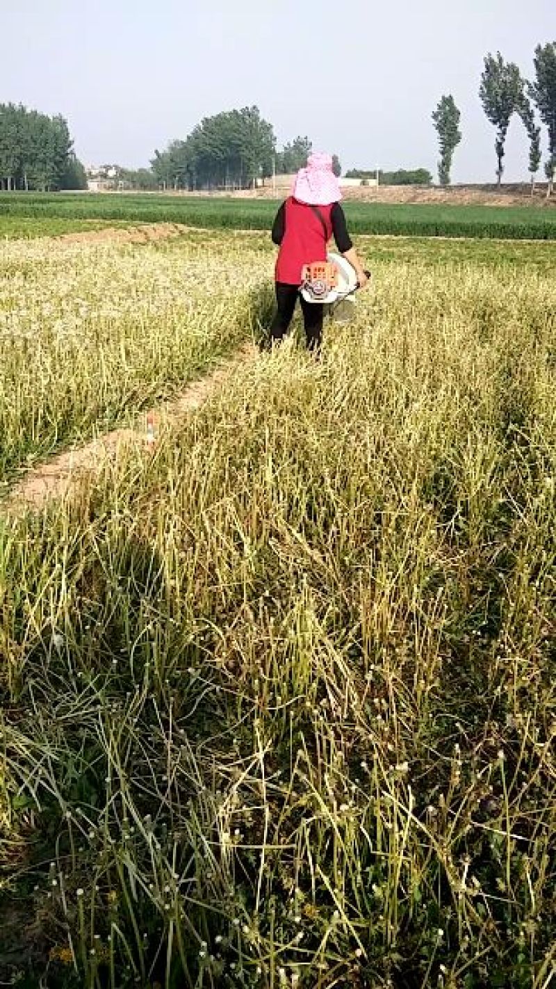 收蒲公英籽机械