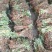 蕲艾艾苗，8分钱一棵，叶大绒长产量高，量大可优惠