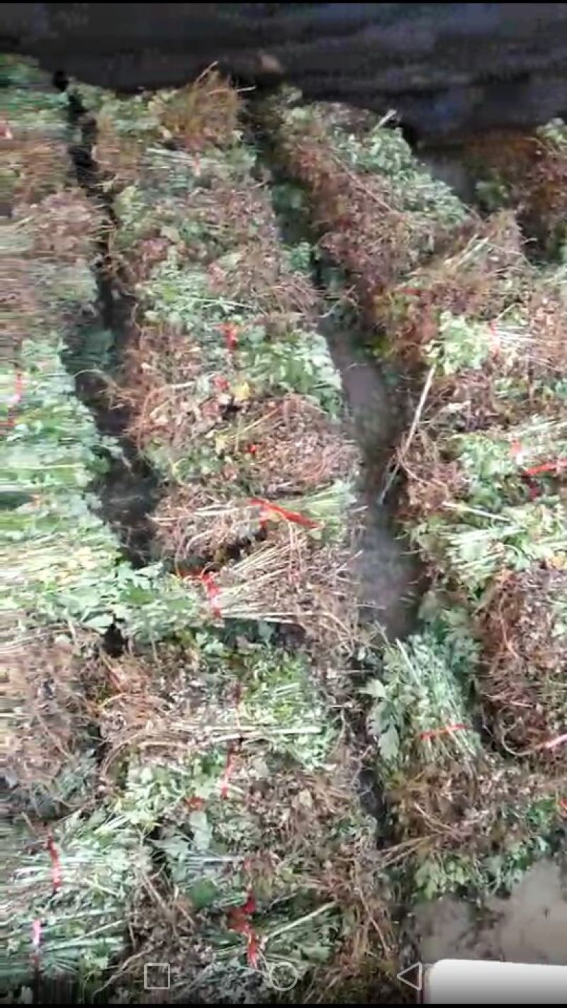 蕲艾艾苗，8分钱一棵，叶大绒长产量高，量大可优惠