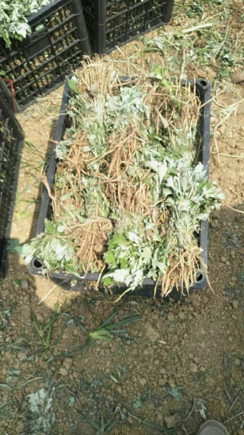 蕲艾艾苗，8分钱一棵，叶大绒长产量高，量大可优惠