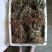 蕲艾艾苗，8分钱一棵，叶大绒长产量高，量大可优惠