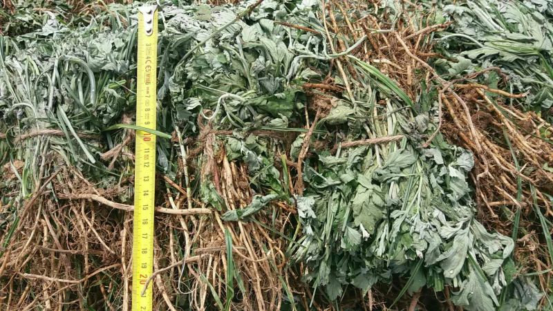 蕲艾艾苗，8分钱一棵，叶大绒长产量高，量大可优惠