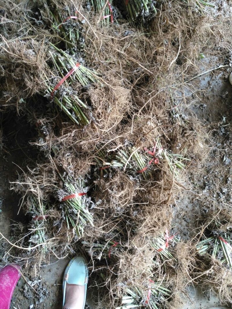 蕲艾艾苗，8分钱一棵，叶大绒长产量高，量大可优惠