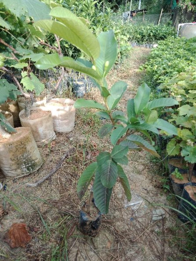西瓜芭乐番石榴苗，一年四季挂果，南北方都可以种植
