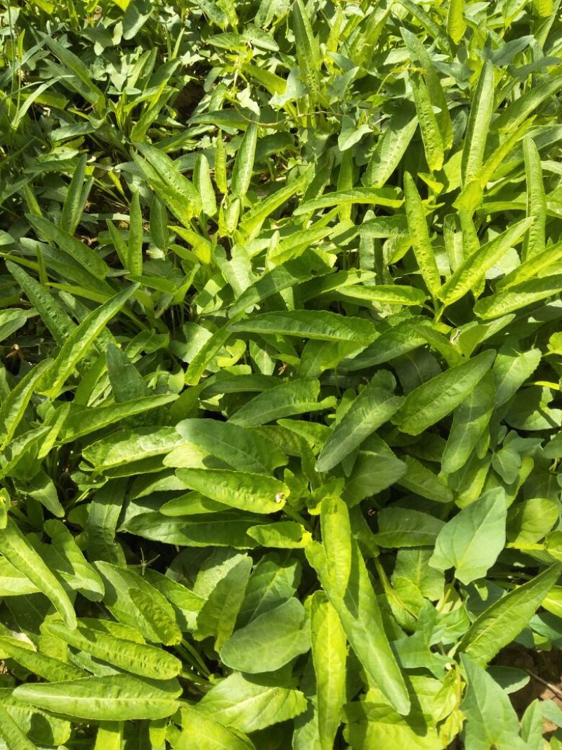 药用紫花地丁2021新货纯青，