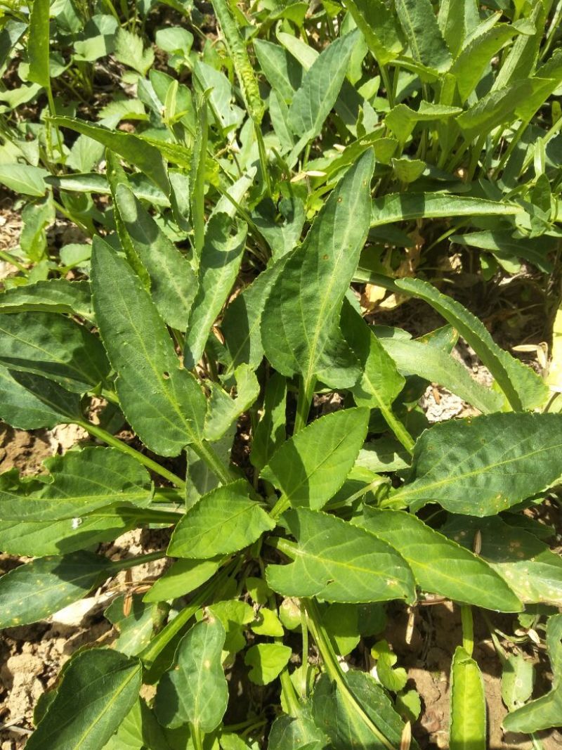 药用紫花地丁2021新货纯青，