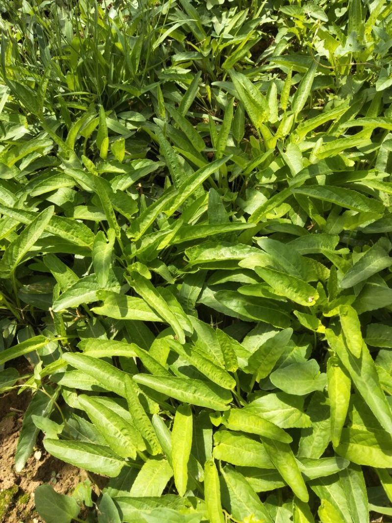 药用紫花地丁2021新货纯青，
