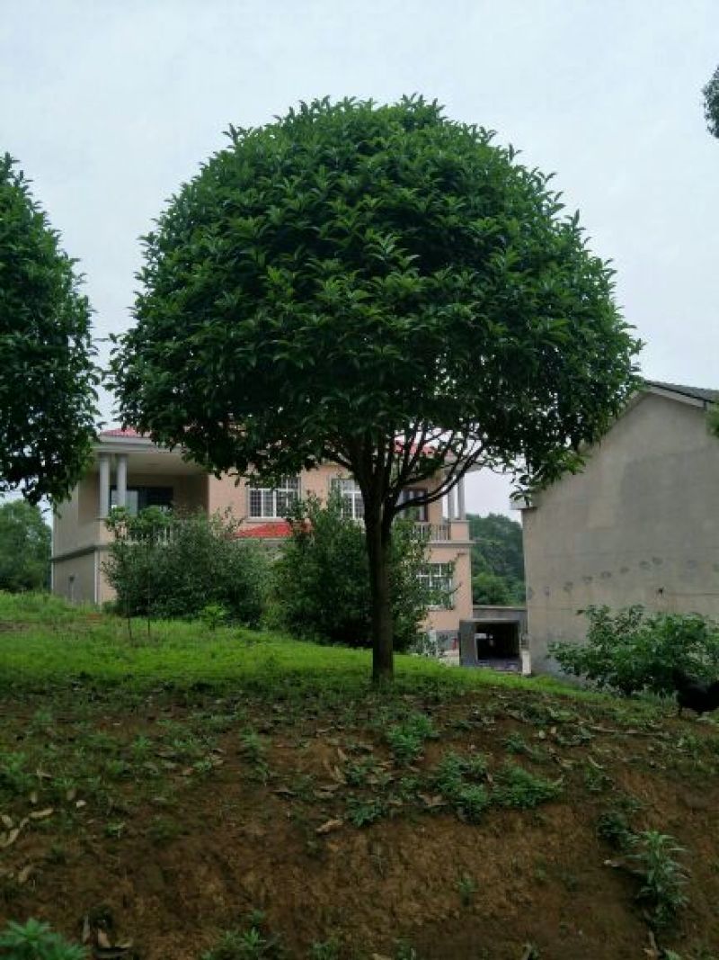 15至20公分精品桂花树规格齐全造型优美产地直供