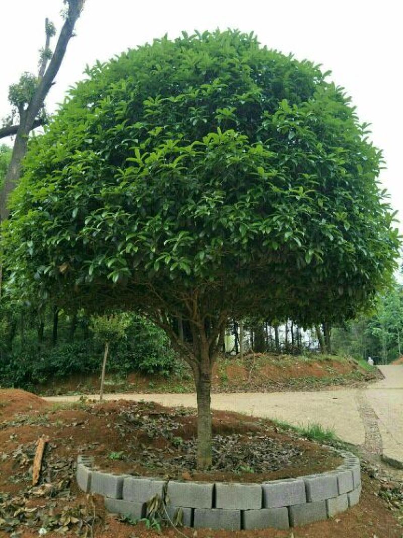 15至20公分精品桂花树规格齐全造型优美产地直供