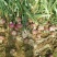 洋葱8厘米以上