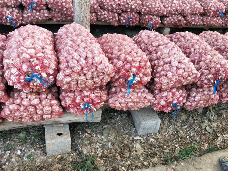 金乡优质大蒜混级统货干蒜供应各地市场