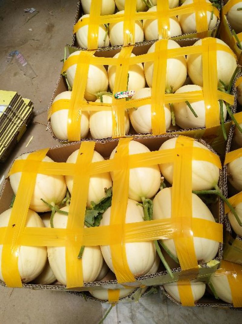 东方蜜1号甜瓜统货1斤以上