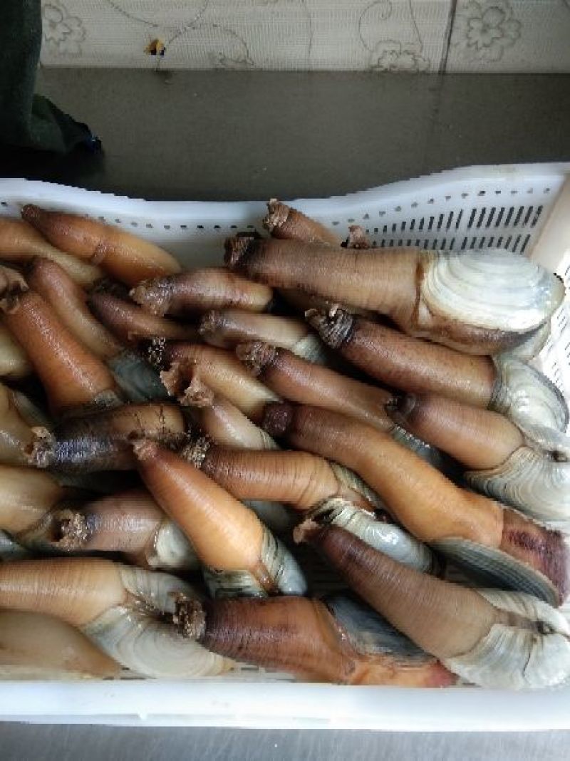大象拔蚌，规格质量好，六两以上，