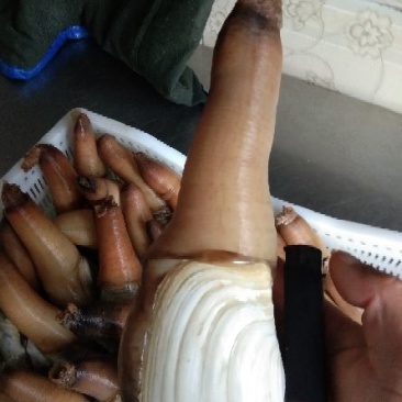 大象拔蚌，规格质量好，六两以上，