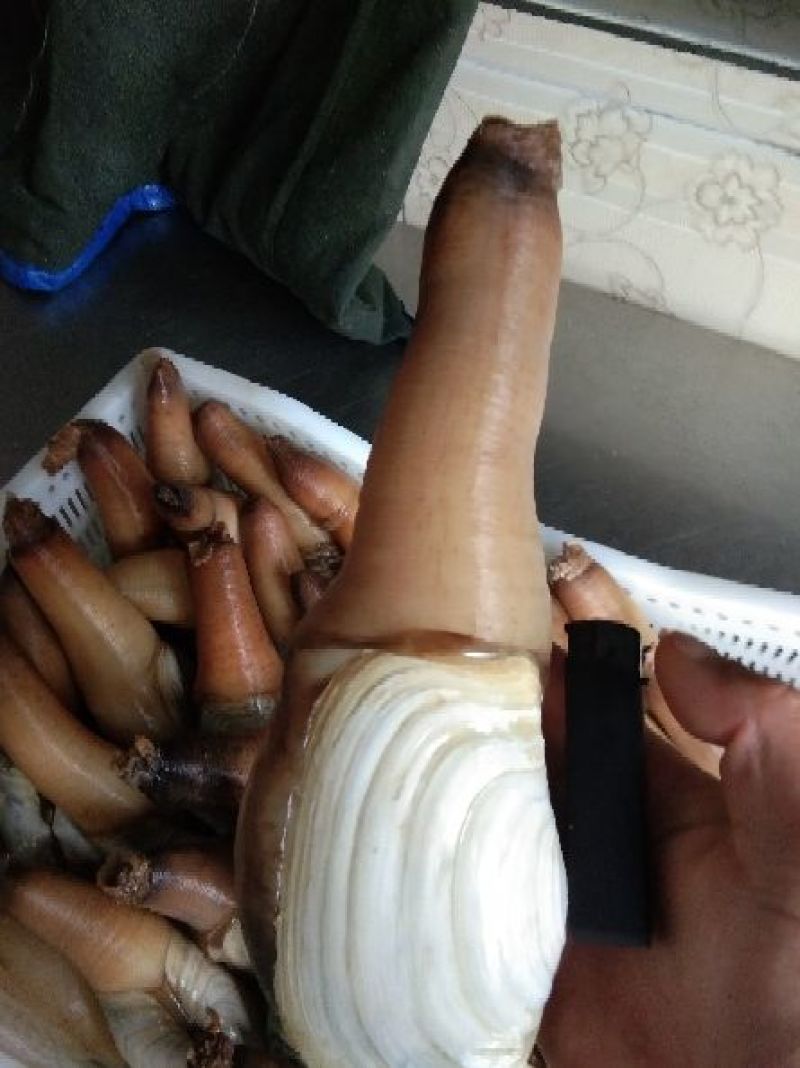 大象拔蚌，规格质量好，六两以上，