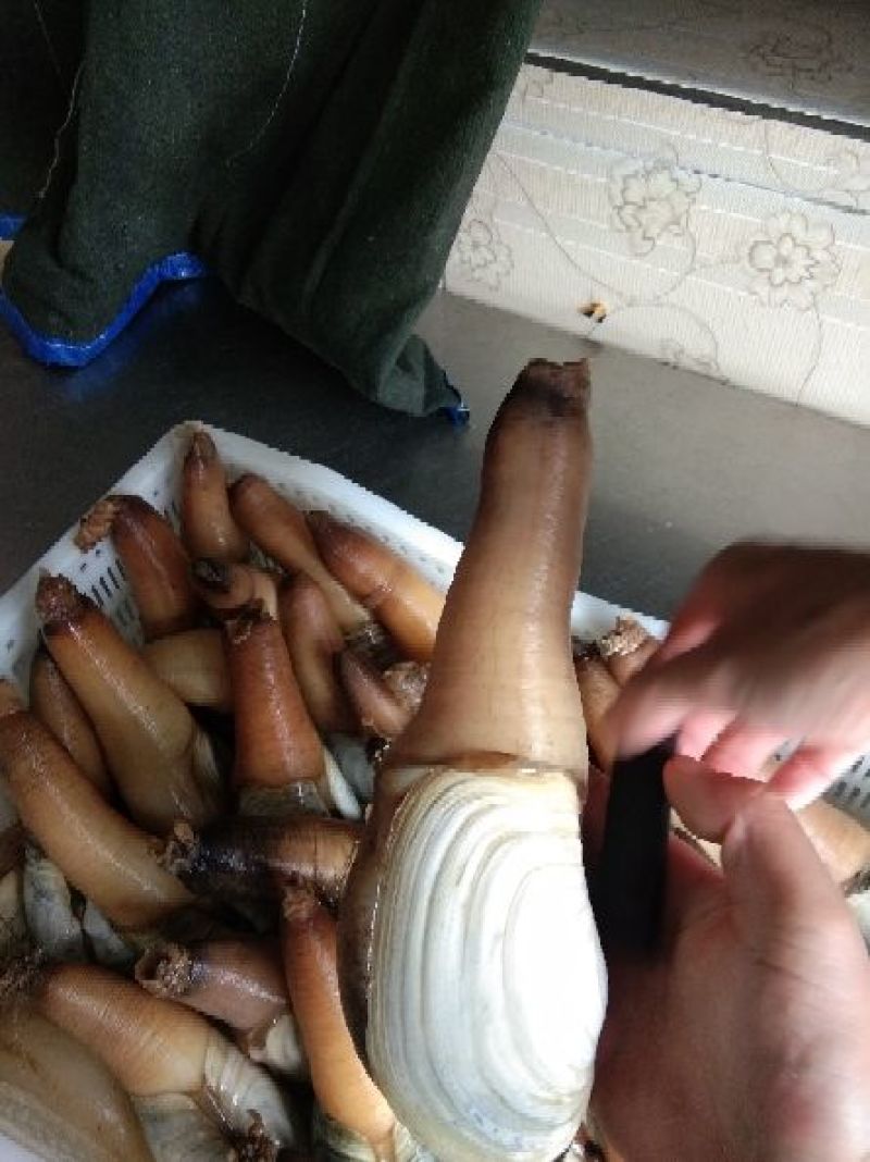 大象拔蚌，规格质量好，六两以上，