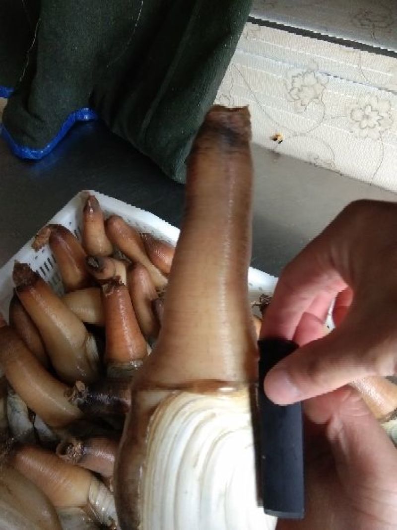 大象拔蚌，规格质量好，六两以上，