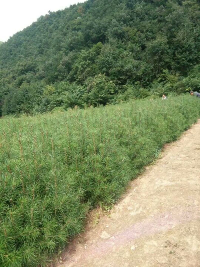 白松树苗80~100cm