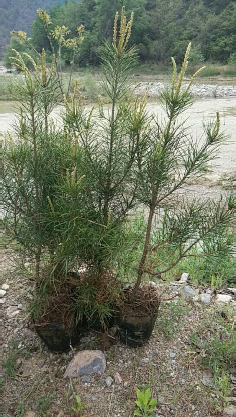 白松树苗80~100cm