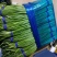 红帽蒜薹天天有货量大价优欢迎采购60公分以上