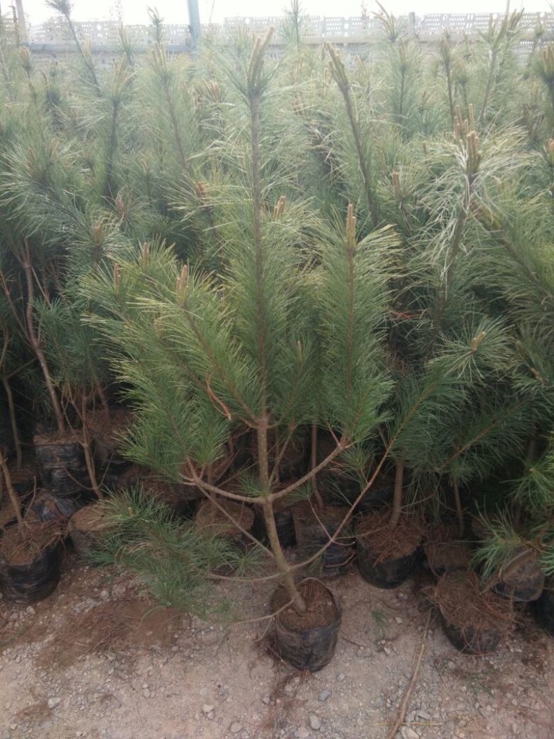 鸡毛松树苗80~100cm