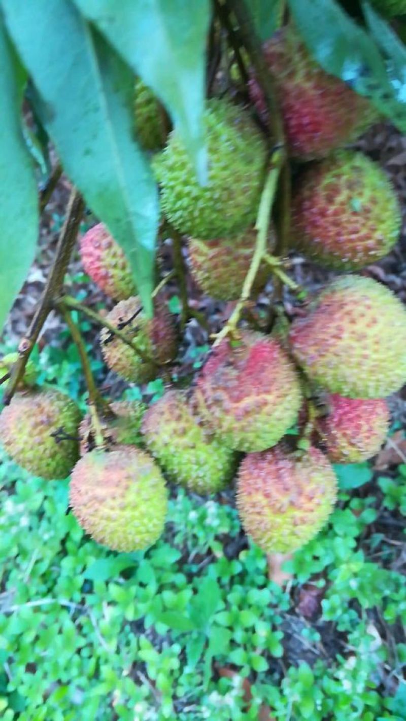 白糖罂，妃子笑，果子大颜色鲜红无蛀虫肉厚