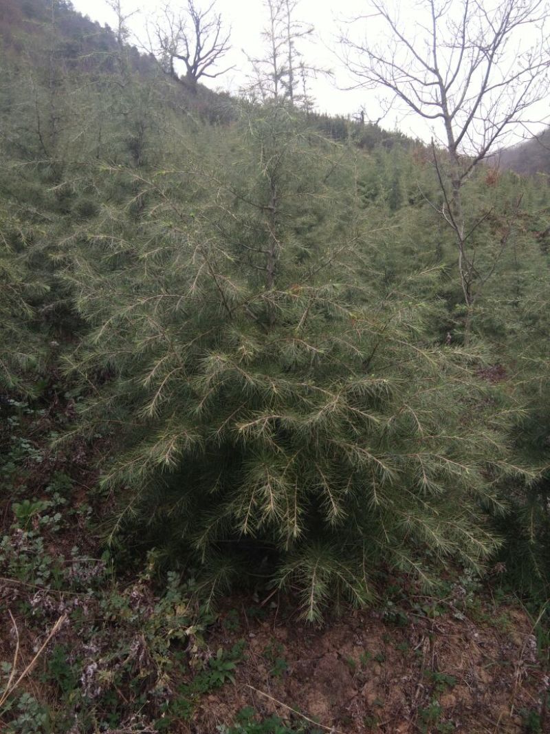 雪松籽播苗100~150cm