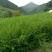 南方红豆杉苗80cm以上