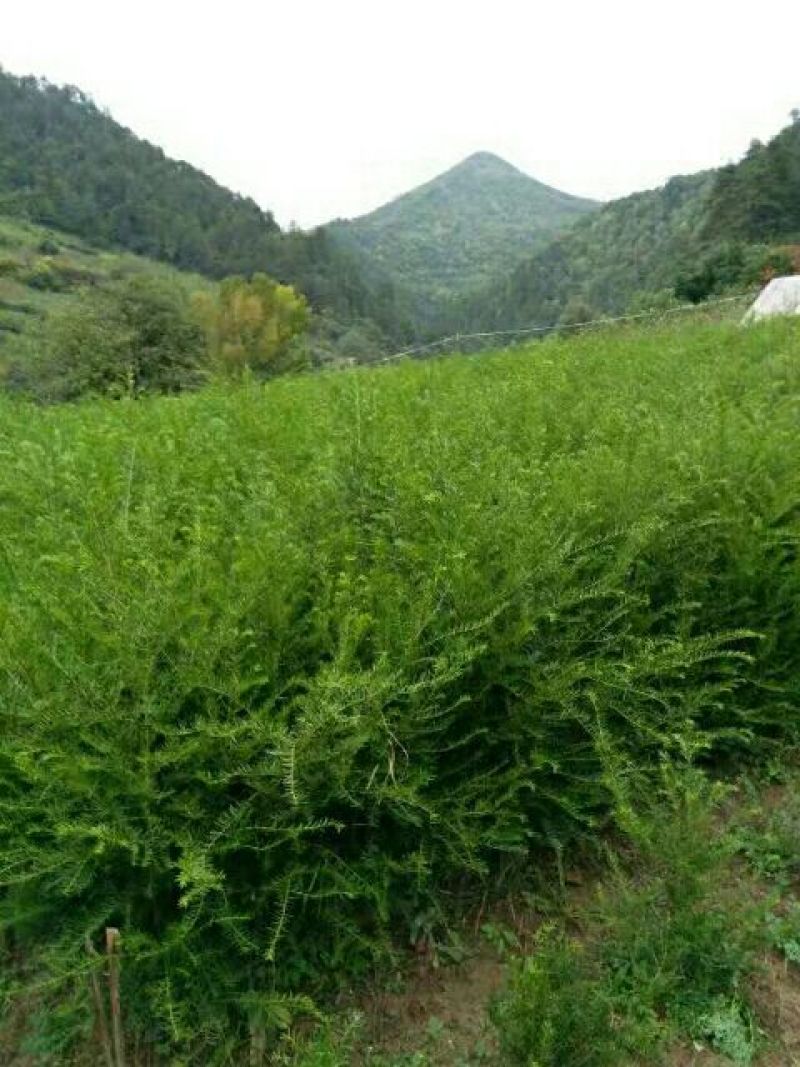 南方红豆杉苗80cm以上