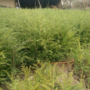 南方红豆杉苗80cm以上