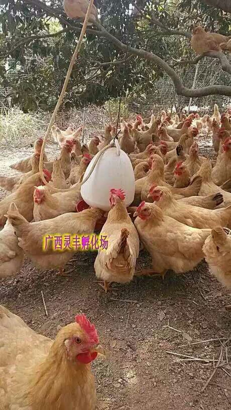 三黄鸡苗【高销量热卖】《有经营许可证》买卖更放心
