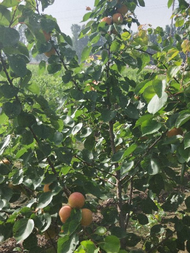 丰园红杏树苗