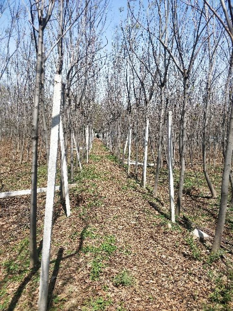 栾树3一20公分