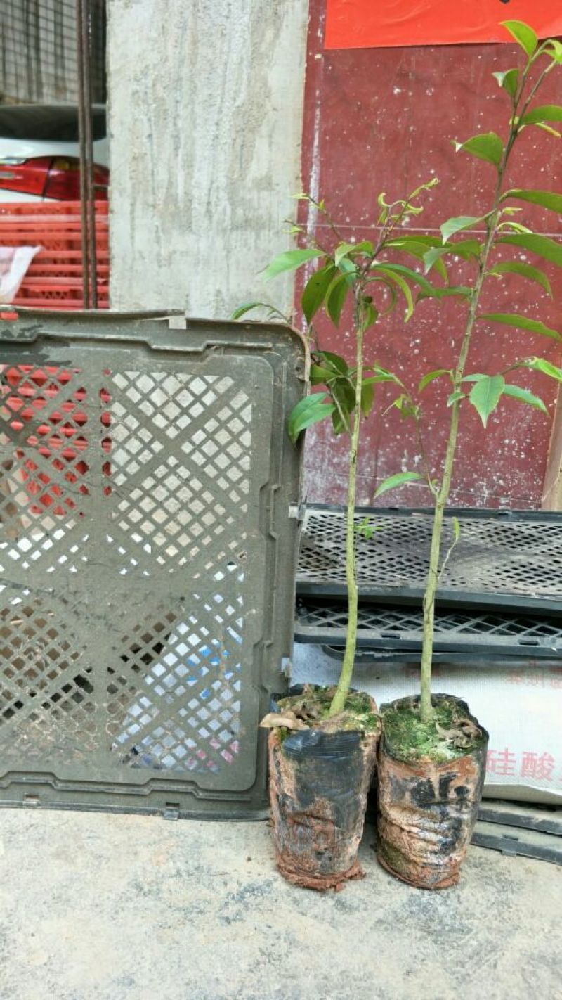 沉香苗☞沉香小苗/杯苗