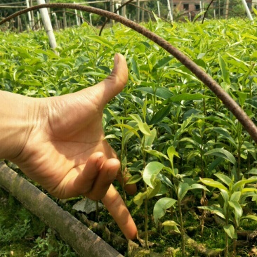 沉香苗☞沉香小苗/杯苗