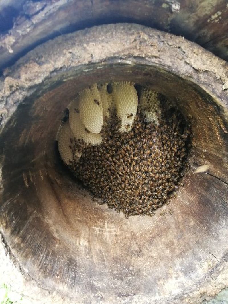 纯蜜蜂预约9月份喜欢的加微信