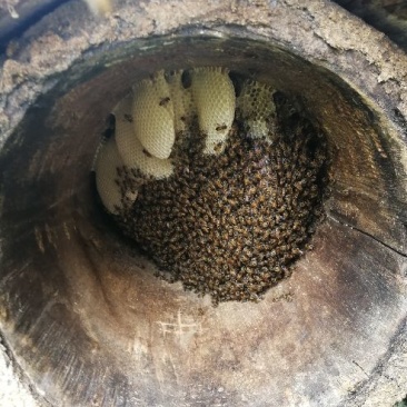 纯蜜蜂预约9月份喜欢的加微信