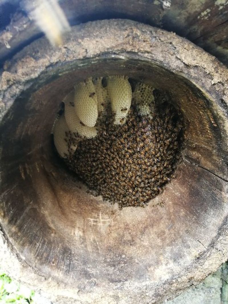 纯蜜蜂预约9月份喜欢的加微信