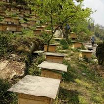 中华蜜蜂量大从优，包教技术