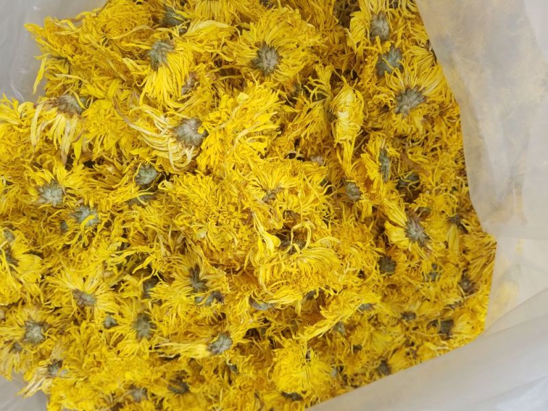皇菊
