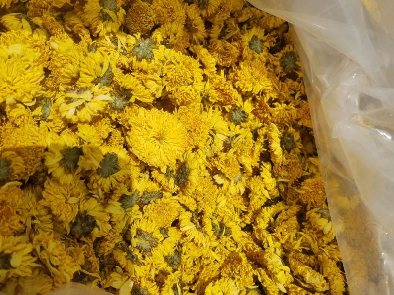 皇菊