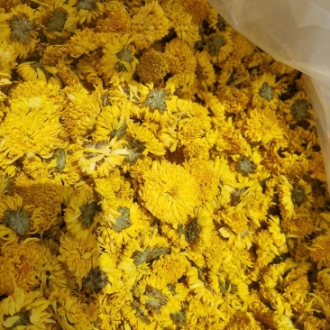 皇菊