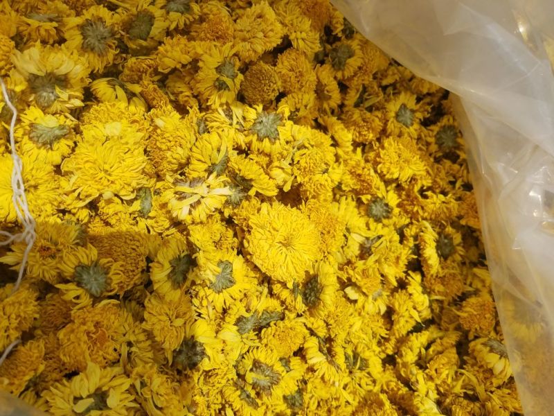 皇菊