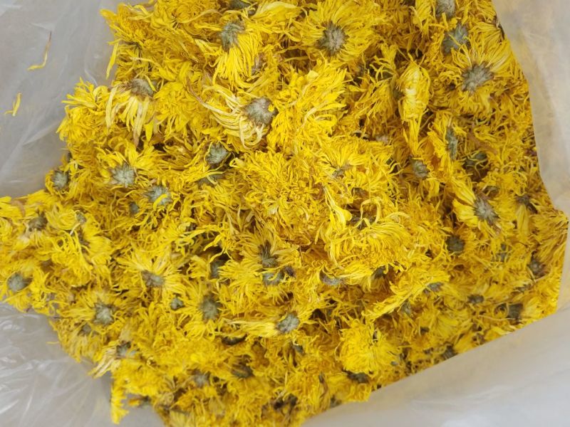 皇菊