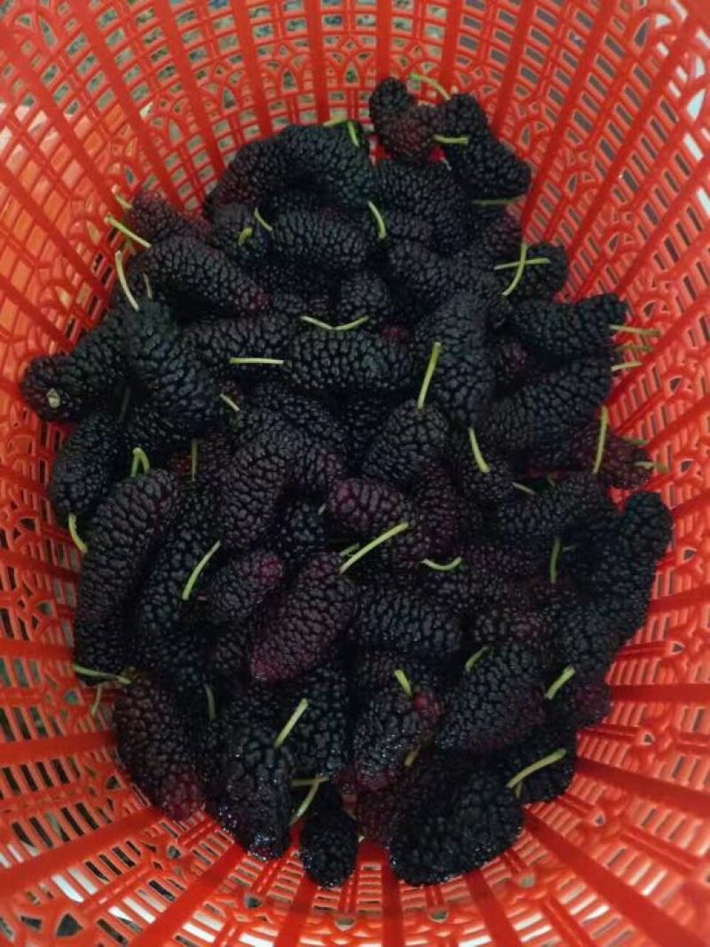 十大功劳药材桑当年结果嫁接苗