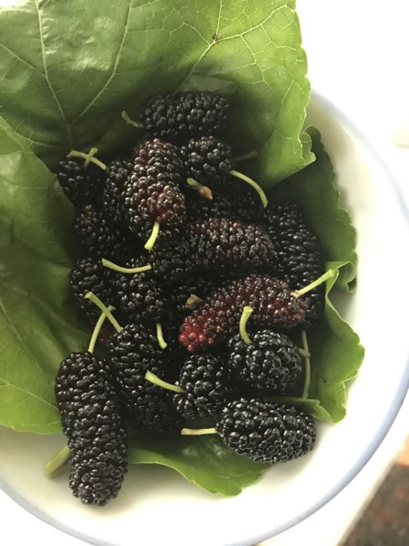 十大功劳药材桑当年结果嫁接苗