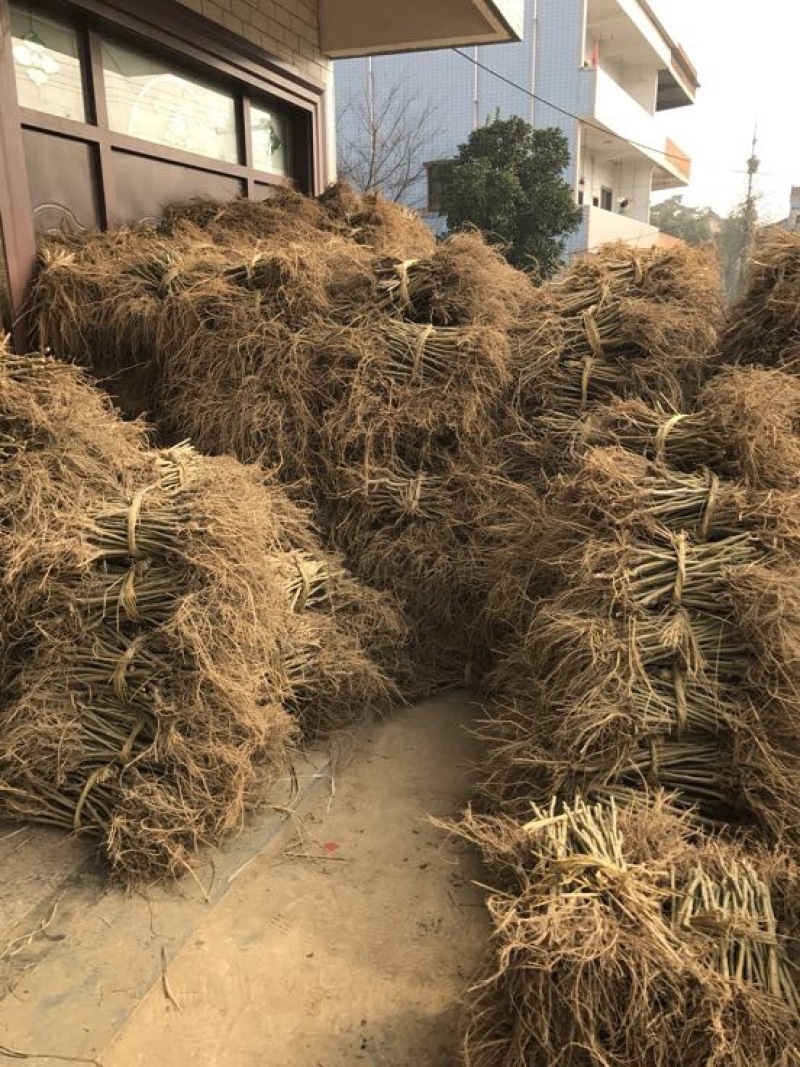 十大功劳药材桑当年结果嫁接苗