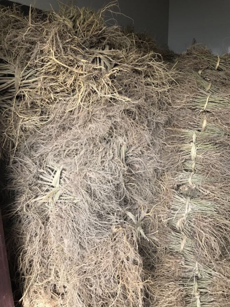 十大功劳药材桑当年结果嫁接苗