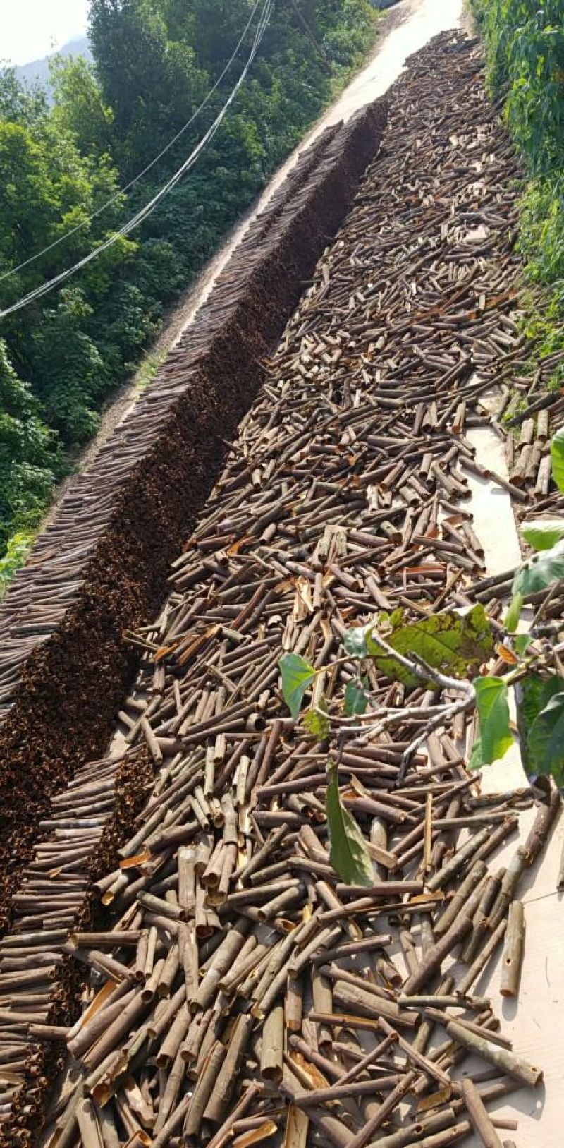 大量桂皮产地直销，欢迎下单